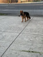 Maximus, a male German Shepherd Dog for sale in Sacramento, CA – Photo 4 of 9