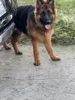 Maximus, a male German Shepherd Dog for sale in Sacramento, CA – Photo 7 of 9