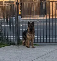 Maximus, a male German Shepherd Dog for sale in Sacramento, CA – Photo 3 of 9