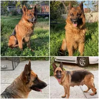 Maximus, a male German Shepherd Dog for sale in Sacramento, CA – Photo 5 of 9