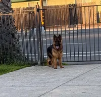 Maximus, a male German Shepherd Dog for sale in Sacramento, CA – Photo 6 of 9