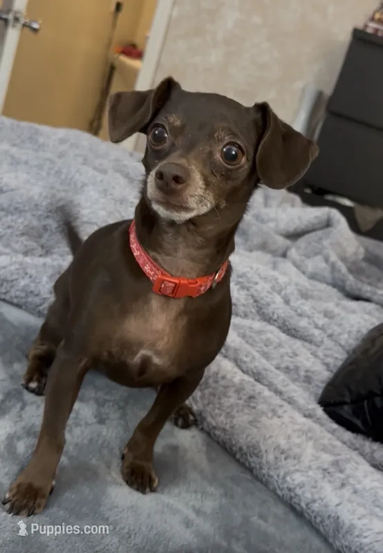 Buffy  – Dachshund, Chihuahua puppy for sale in Sacramento, CA