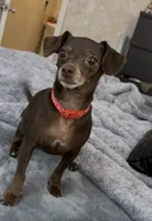 Buffy , a female Dachshund and Chihuahua for sale in Sacramento, CA – 1 of 10
