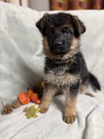 Light brown collar, a female German Shepherd Dog for sale in Sacramento, CA – Photo 4 of 10