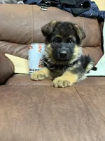 Light brown collar, a female German Shepherd Dog for sale in Sacramento, CA – Photo 5 of 10