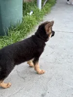 Light brown collar, a female German Shepherd Dog for sale in Sacramento, CA – Photo 7 of 10