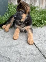 Light brown collar, a female German Shepherd Dog for sale in Sacramento, CA – Photo 9 of 10