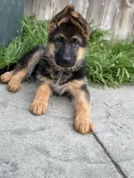 Light brown collar, a female German Shepherd Dog for sale in Sacramento, CA – Photo 8 of 10