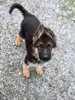 Light brown collar, a female German Shepherd Dog for sale in Sacramento, CA – Photo 6 of 10