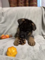 Light brown collar, a female German Shepherd Dog for sale in Sacramento, CA – Photo 3 of 10