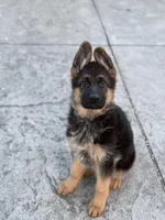 Light brown collar, a female German Shepherd Dog for sale in Sacramento, CA – Photo 1 of 10
