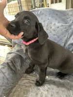 Lolly, a female Labrador Retriever for sale in Lumberton, MS – 1 of 4