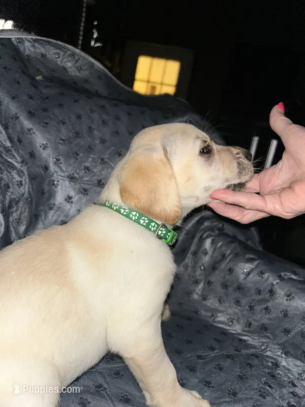 Jasper(green collar) – Labrador Retriever puppy for sale in Lumberton, MS