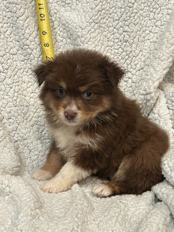 Reddy – Toy Australian Shepherd puppy for sale in Lumberton, MS