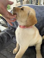 Peaches, a female Labrador Retriever for sale in Lumberton, MS – 2 of 2