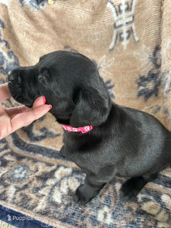 Lolly – Labrador Retriever puppy for sale in Lumberton, MS