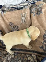 Jasper(green collar), a male Labrador Retriever for sale in Lumberton, MS – 3 of 4