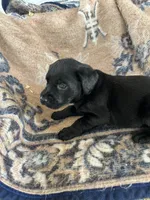 Lolly, a female Labrador Retriever for sale in Lumberton, MS – 3 of 3