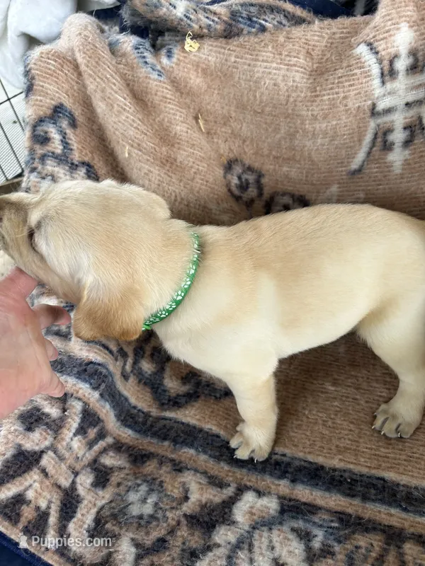Jasper(green collar) – Labrador Retriever puppy for sale in Lumberton, MS