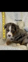 Sassy, a female Toy Australian Shepherd for sale in Lumberton, MS – 1 of 2