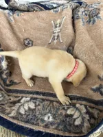 Peaches, a female Labrador Retriever for sale in Lumberton, MS – 2 of 4