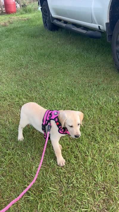 John(brown collar), a male Labrador Retriever for sale in Lumberton, MS – 3 of 8