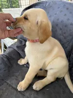 Peaches, a female Labrador Retriever for sale in Lumberton, MS – 1 of 2
