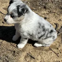 Olive, a female Miniature Australian Shepherd for sale in Lumberton, MS – Photo 2 of 2