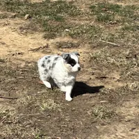 Olive, a female Miniature Australian Shepherd for sale in Lumberton, MS – Photo 1 of 2
