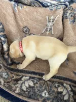 Peaches, a female Labrador Retriever for sale in Lumberton, MS – 4 of 4
