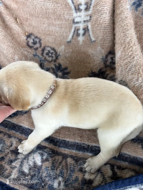John(brown collar) – Labrador Retriever puppy for sale in Lumberton, MS
