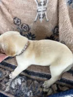 John(brown collar), a male Labrador Retriever for sale in Lumberton, MS – 3 of 4