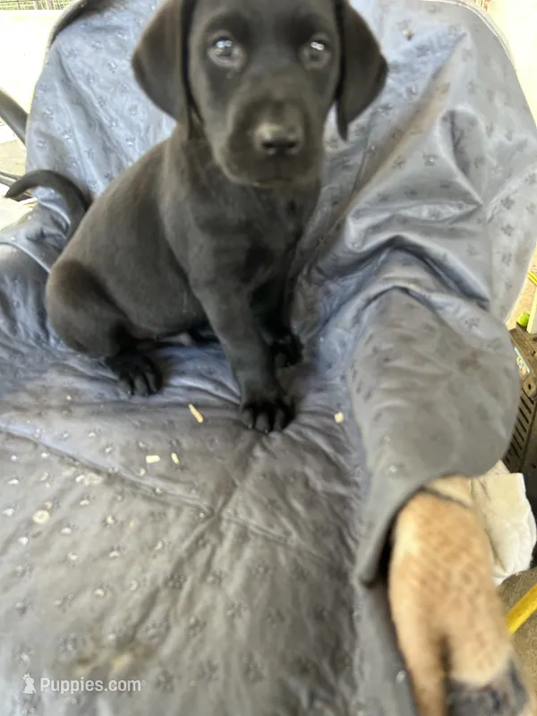 Stack – Labrador Retriever puppy for sale in Lumberton, MS