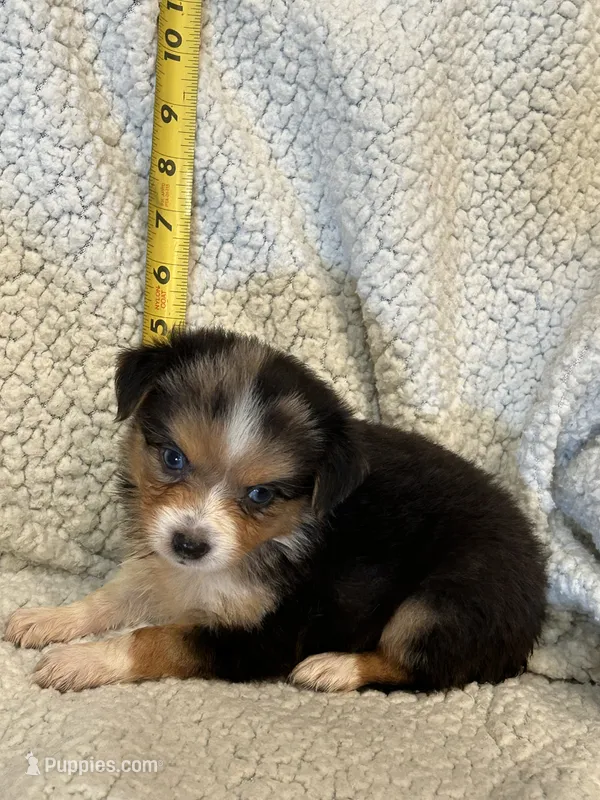 Lottie – Toy Australian Shepherd puppy for sale in Lumberton, MS