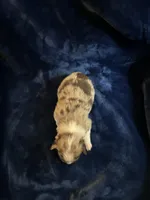 Charlton, a male Toy Australian Shepherd for sale in Lumberton, MS – Photo 1 of 6