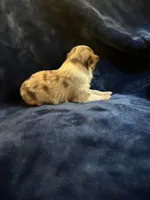 Charlton, a male Toy Australian Shepherd for sale in Lumberton, MS – Photo 4 of 6