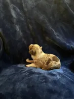 Charlton, a male Toy Australian Shepherd for sale in Lumberton, MS – Photo 2 of 6