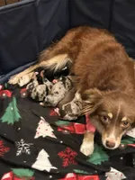 Charlton, a male Toy Australian Shepherd for sale in Lumberton, MS – Photo 5 of 6