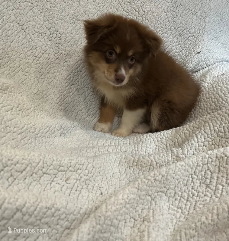 Reddy – Toy Australian Shepherd puppy for sale in Lumberton, MS