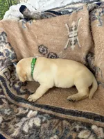 Jasper(green collar), a male Labrador Retriever for sale in Lumberton, MS – 4 of 4