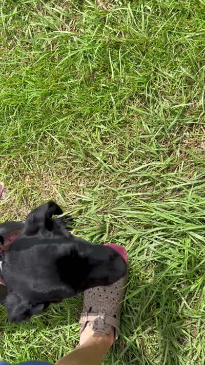 Lolly, a female Labrador Retriever for sale in Lumberton, MS – 5 of 5