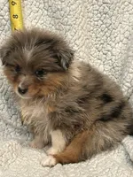 Puddin, a female Toy Australian Shepherd for sale in Lumberton, MS – 1 of 1
