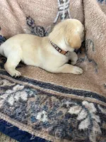 John(brown collar), a male Labrador Retriever for sale in Lumberton, MS – 4 of 4