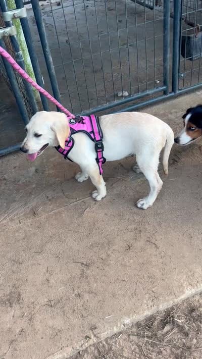 John(brown collar), a male Labrador Retriever for sale in Lumberton, MS – 5 of 8
