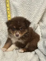 Reddy, a female Toy Australian Shepherd for sale in Lumberton, MS – 2 of 2