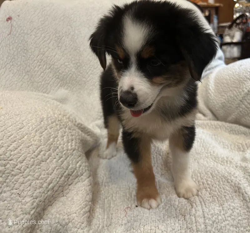 Chat – Toy Australian Shepherd puppy for sale in Lumberton, MS