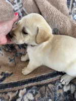 John(brown collar), a male Labrador Retriever for sale in Lumberton, MS – 2 of 4