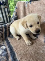 Peaches, a female Labrador Retriever for sale in Lumberton, MS – 3 of 4