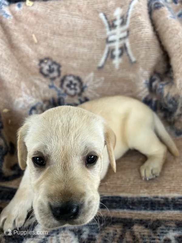 Jasper(green collar) – Labrador Retriever puppy for sale in Lumberton, MS