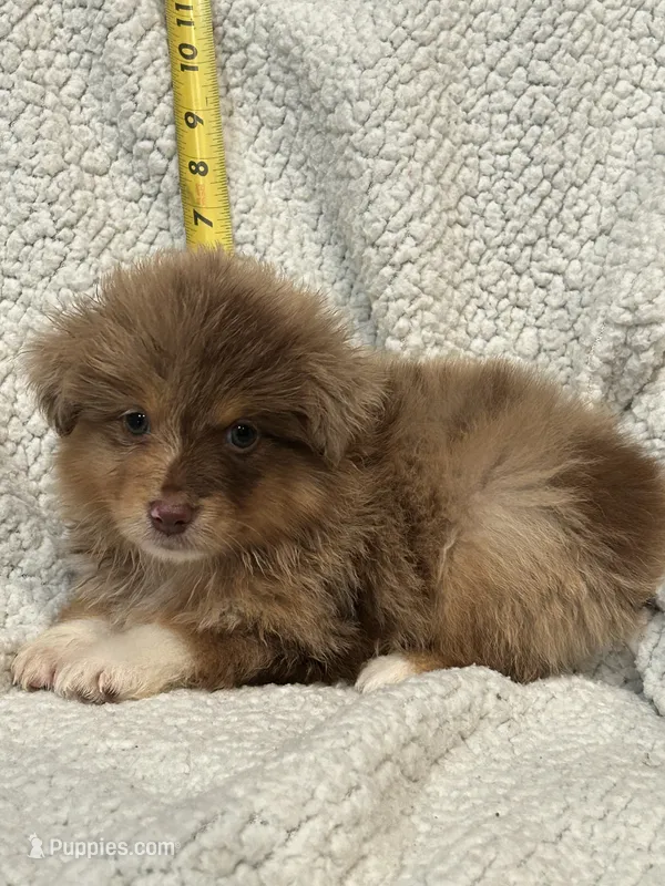 Latt – Toy Australian Shepherd puppy for sale in Lumberton, MS